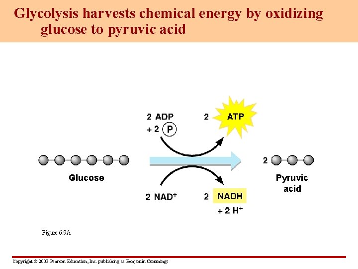 Glycolysis harvests chemical energy by oxidizing glucose to pyruvic acid Glucose Figure 6. 9