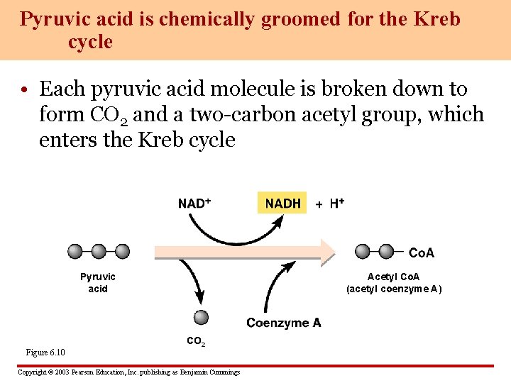 Pyruvic acid is chemically groomed for the Kreb cycle • Each pyruvic acid molecule