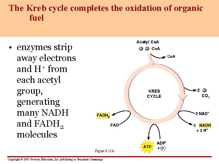The Kreb cycle completes the oxidation of organic fuel Acetyl Co. A • enzymes