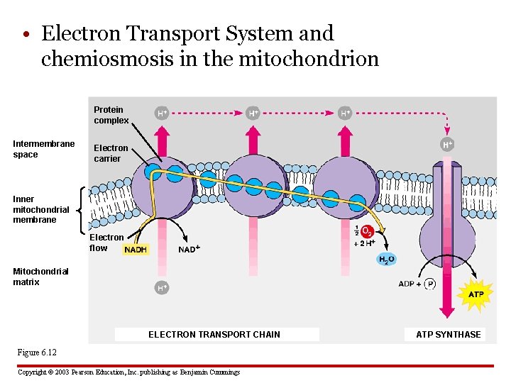  • Electron Transport System and chemiosmosis in the mitochondrion Protein complex Intermembrane space
