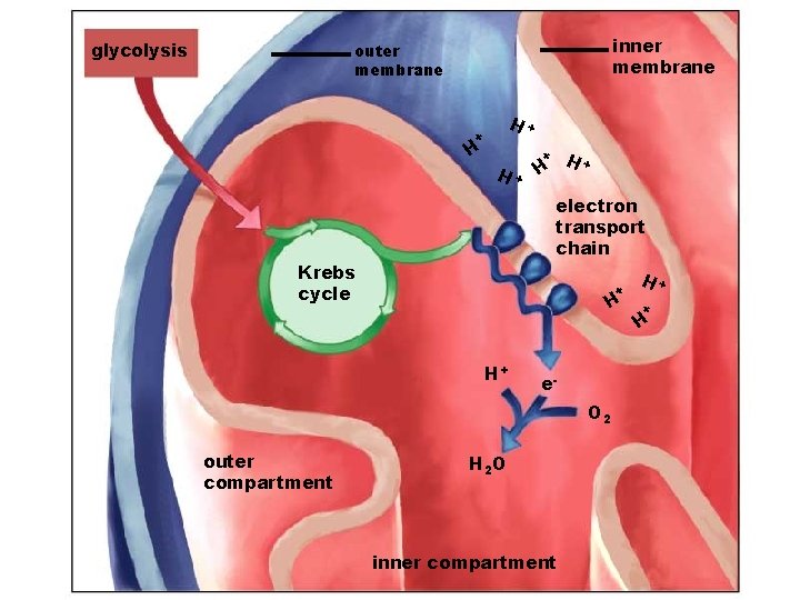 glycolysis inner membrane outer membrane H+ + H H+ H+ + H electron transport