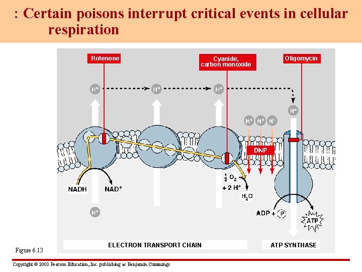 : Certain poisons interrupt critical events in cellular respiration Rotenone Figure 6. 13 Cyanide,