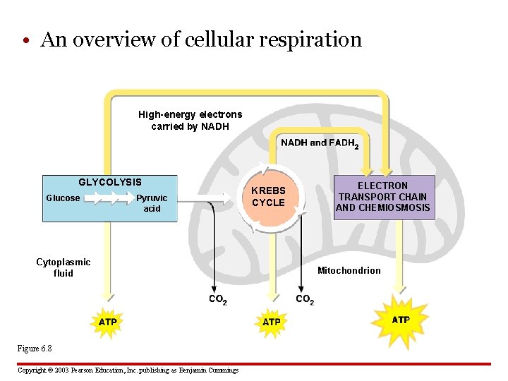  • An overview of cellular respiration High-energy electrons carried by NADH GLYCOLYSIS Glucose