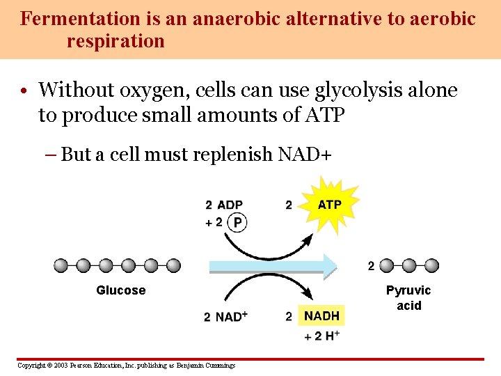 Fermentation is an anaerobic alternative to aerobic respiration • Without oxygen, cells can use