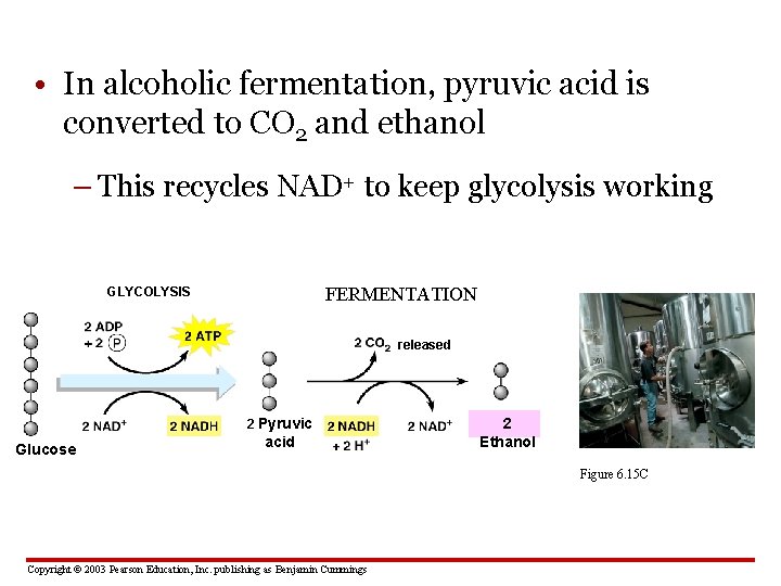  • In alcoholic fermentation, pyruvic acid is converted to CO 2 and ethanol