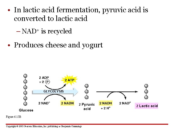  • In lactic acid fermentation, pyruvic acid is converted to lactic acid –