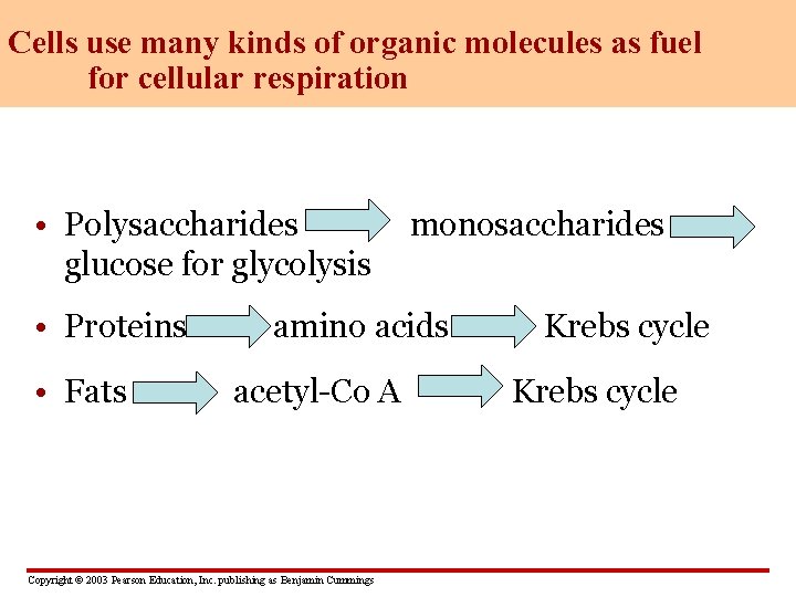 Cells use many kinds of organic molecules as fuel for cellular respiration • Polysaccharides