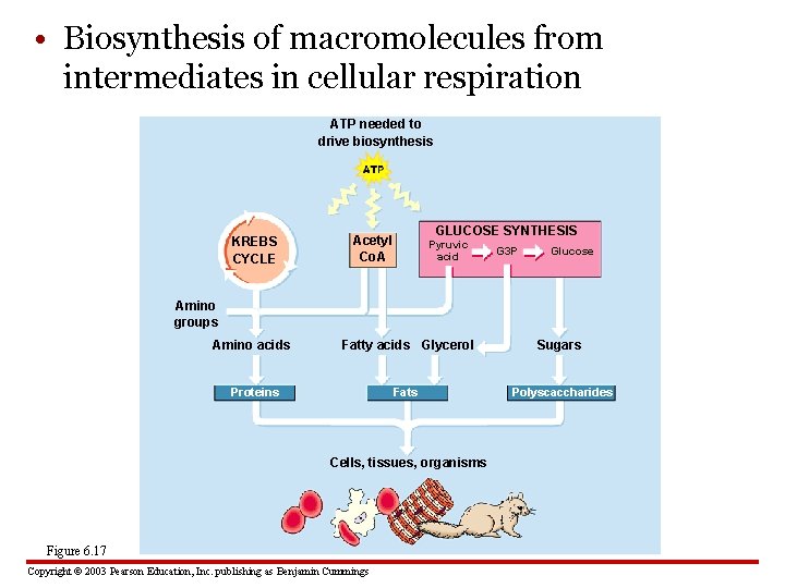  • Biosynthesis of macromolecules from intermediates in cellular respiration ATP needed to drive