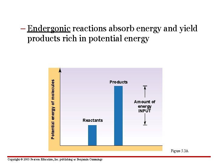 Potential energy of molecules – Endergonic reactions absorb energy and yield products rich in