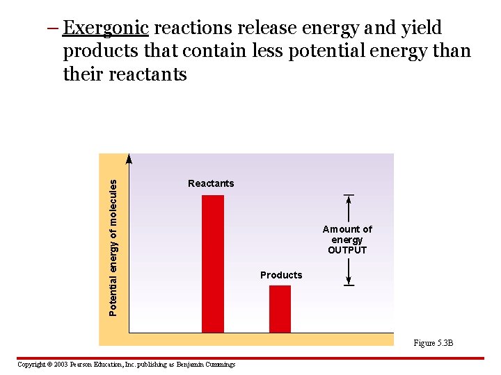 Potential energy of molecules – Exergonic reactions release energy and yield products that contain