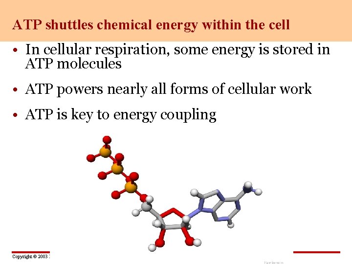 ATP shuttles chemical energy within the cell • In cellular respiration, some energy is