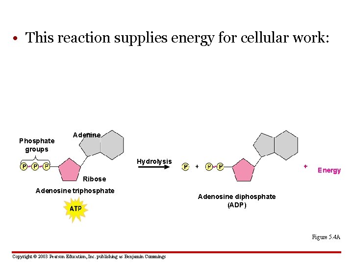  • This reaction supplies energy for cellular work: Phosphate groups Adenine Hydrolysis Energy