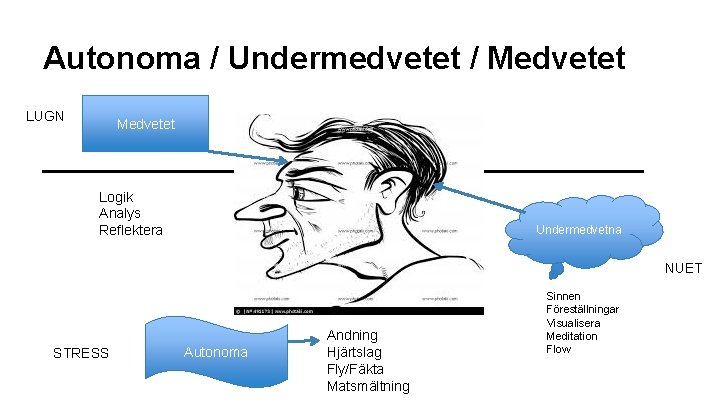 Autonoma / Undermedvetet / Medvetet LUGN Medvetet __________________ Logik Analys Reflektera Undermedvetna NUET STRESS
