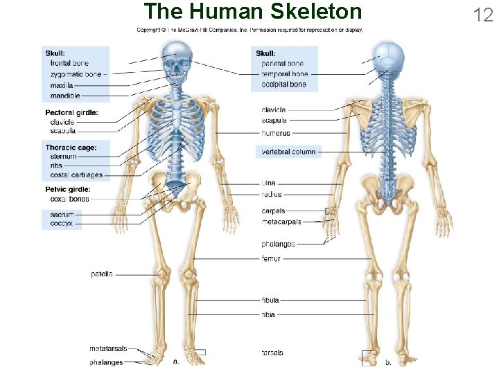 The Human Skeleton 12 