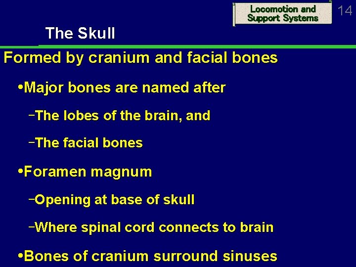 Locomotion and Support Systems The Skull Formed by cranium and facial bones Major bones