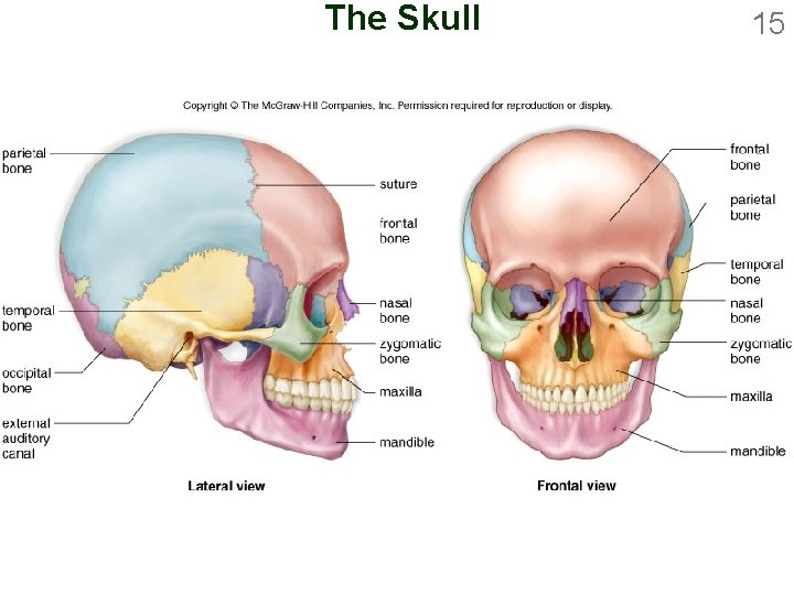 The Skull 15 