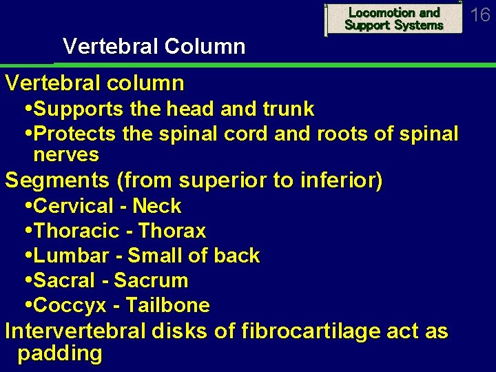 Locomotion and Support Systems Vertebral Column Vertebral column Supports the head and trunk Protects