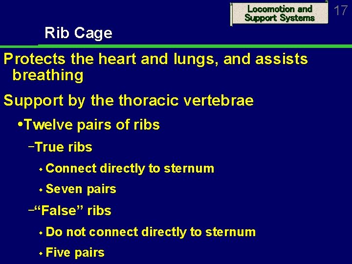 Locomotion and Support Systems Rib Cage Protects the heart and lungs, and assists breathing