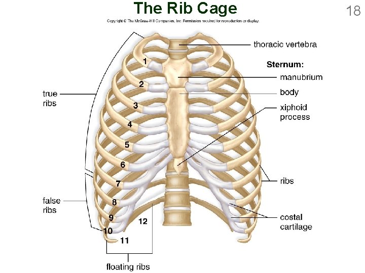 The Rib Cage 18 