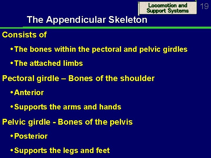 Locomotion and Support Systems The Appendicular Skeleton Consists of The bones within the pectoral