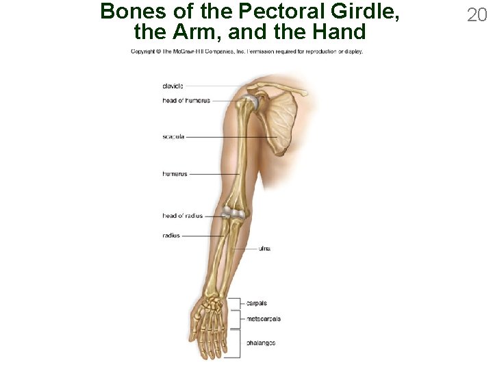 Bones of the Pectoral Girdle, the Arm, and the Hand 20 