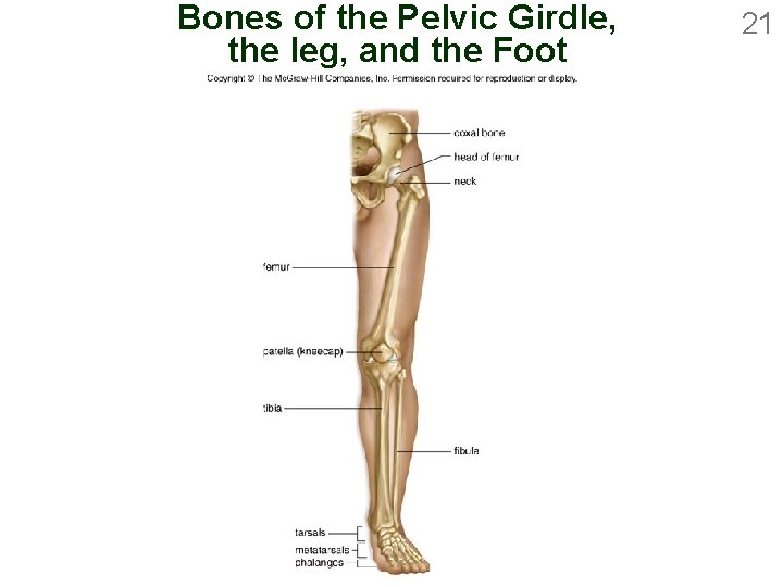 Bones of the Pelvic Girdle, the leg, and the Foot 21 