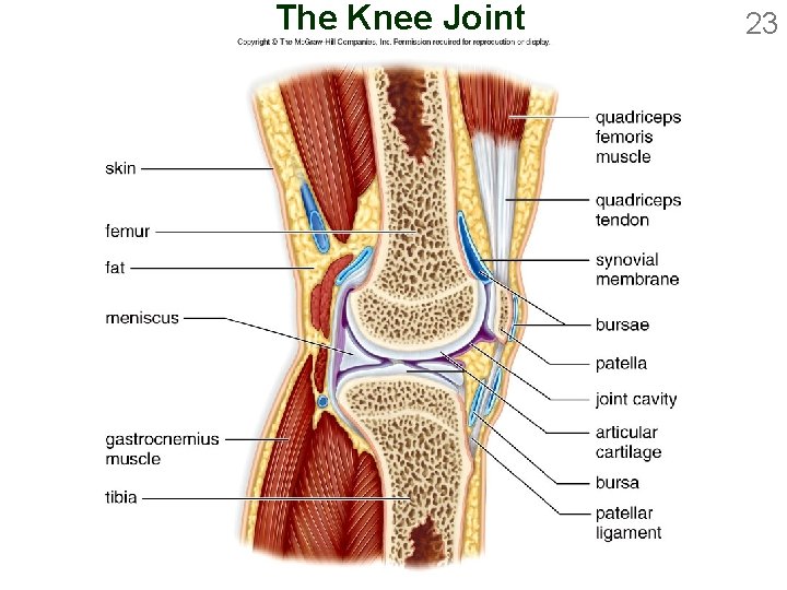 The Knee Joint 23 