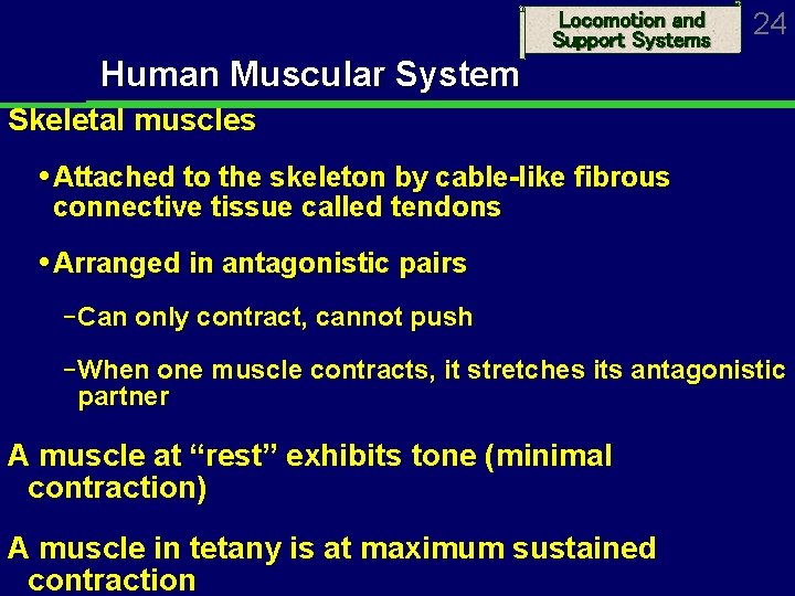 Locomotion and Support Systems 24 Human Muscular System Skeletal muscles Attached to the skeleton