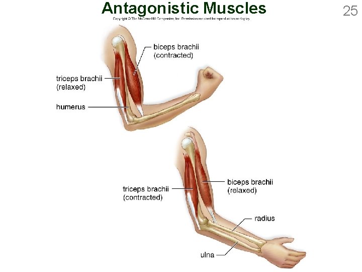 Antagonistic Muscles 25 