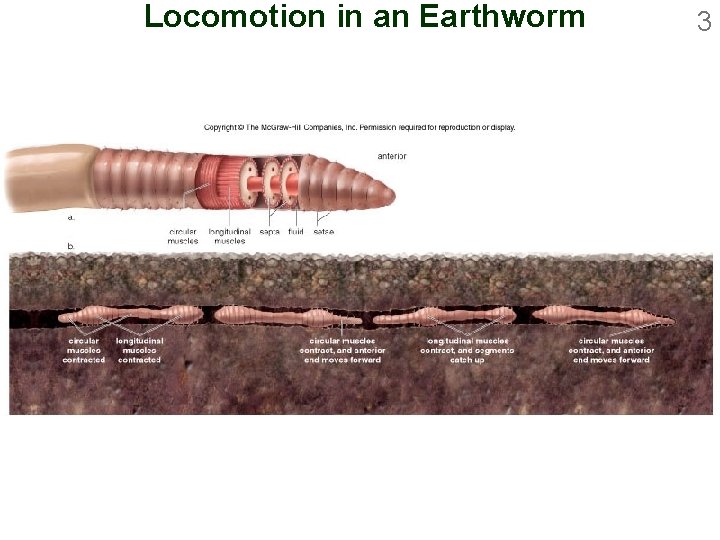 Locomotion in an Earthworm 3 