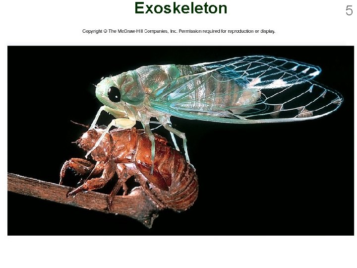 Exoskeleton 5 