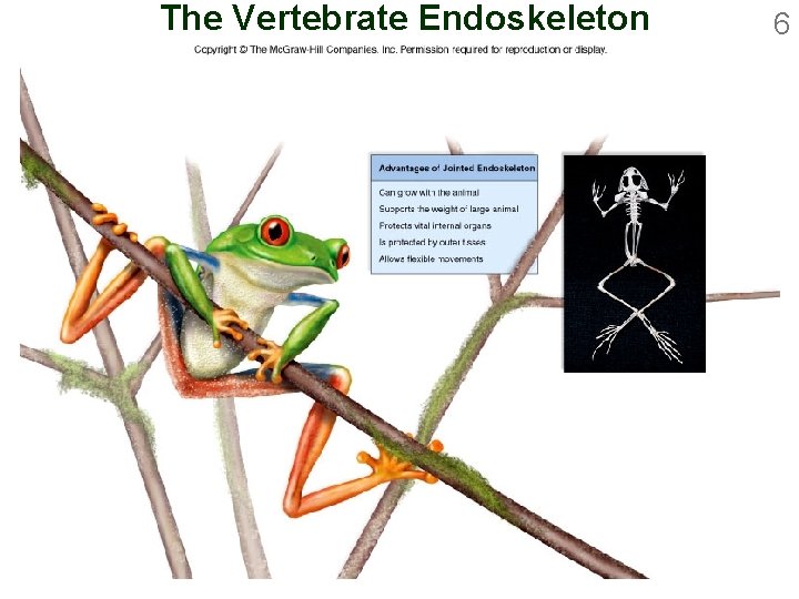 The Vertebrate Endoskeleton 6 