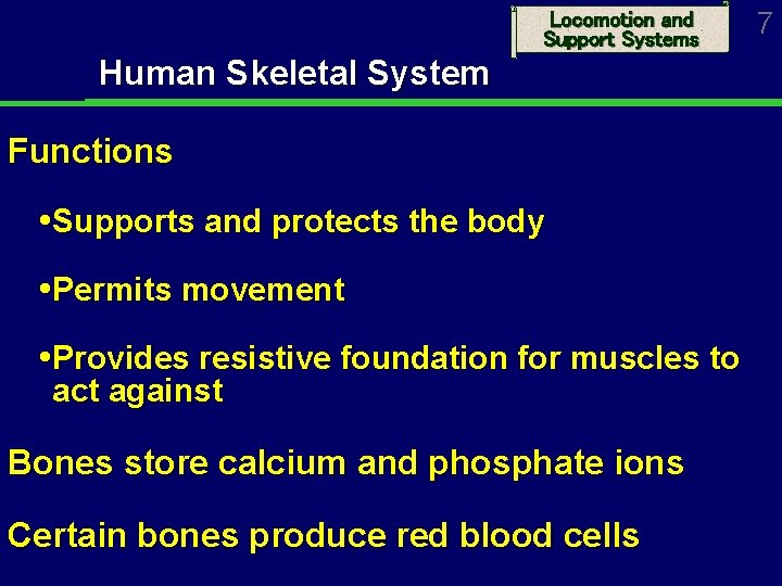 Locomotion and Support Systems Human Skeletal System Functions Supports and protects the body Permits