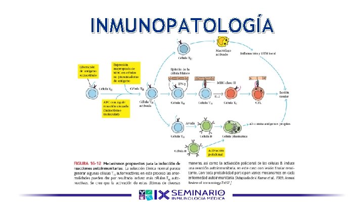 INMUNOPATOLOGÍA 