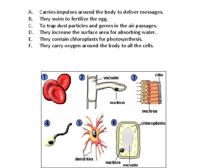 A. B. C. D. E. F. Carries impulses around the body to deliver messages.