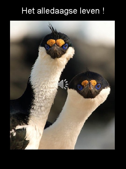 Het alledaagse leven ! 