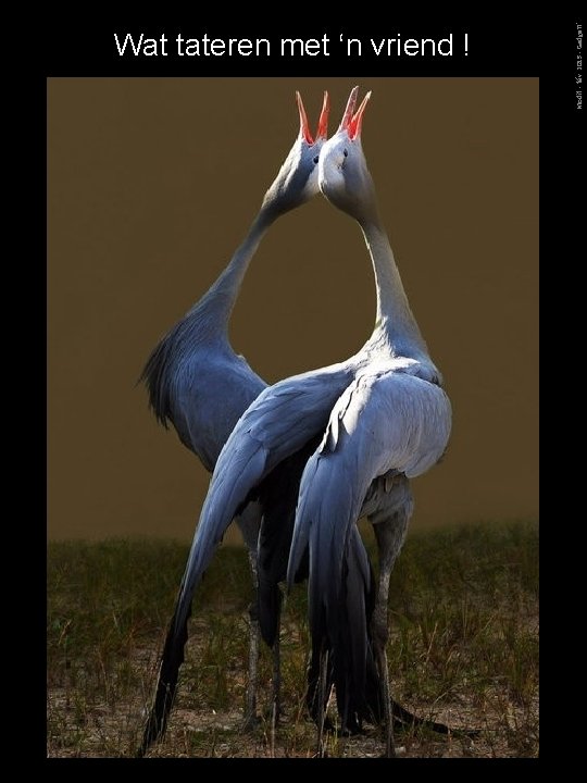 Modif. - fév. 2015 - Gadgett' Wat tateren met ‘n vriend ! 