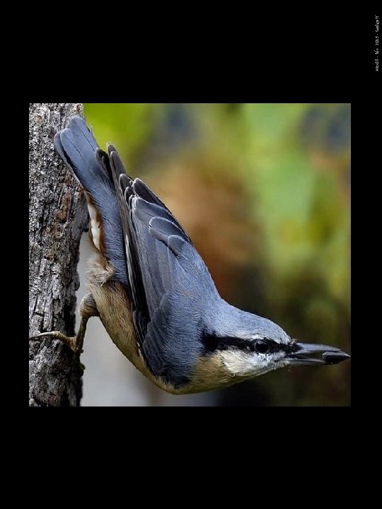 Modif. - fév. 2015 - Gadgett' 