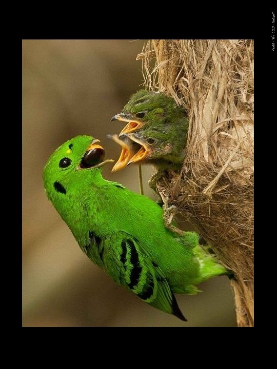 Modif. - fév. 2015 - Gadgett' 