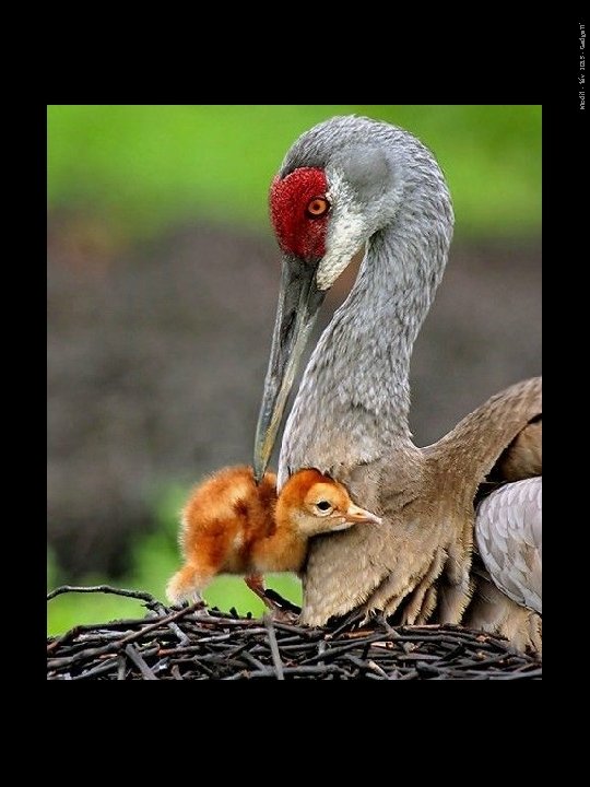 Modif. - fév. 2015 - Gadgett' 