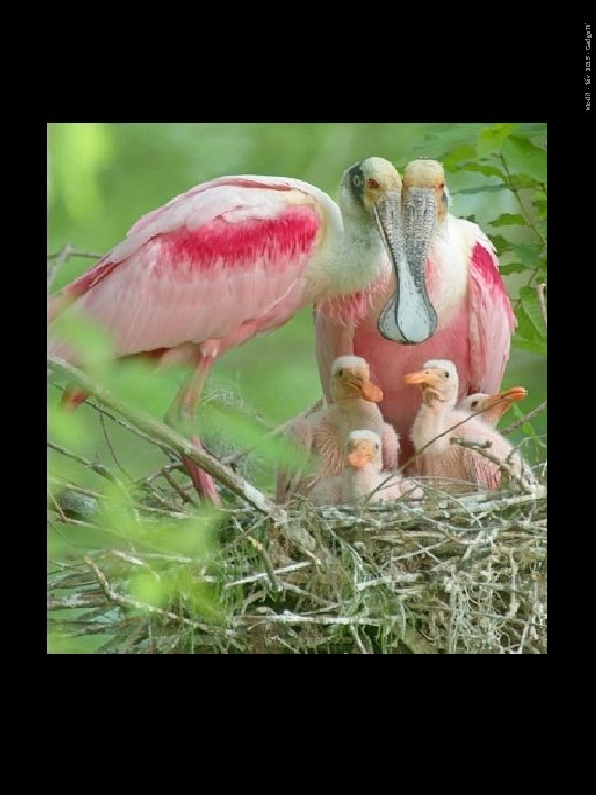 Modif. - fév. 2015 - Gadgett' 