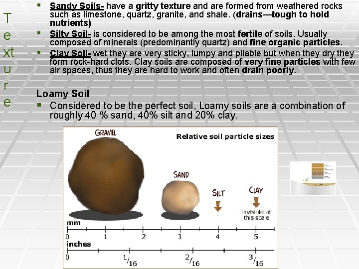 T e xt u r e § Sandy Soils- have a gritty texture and