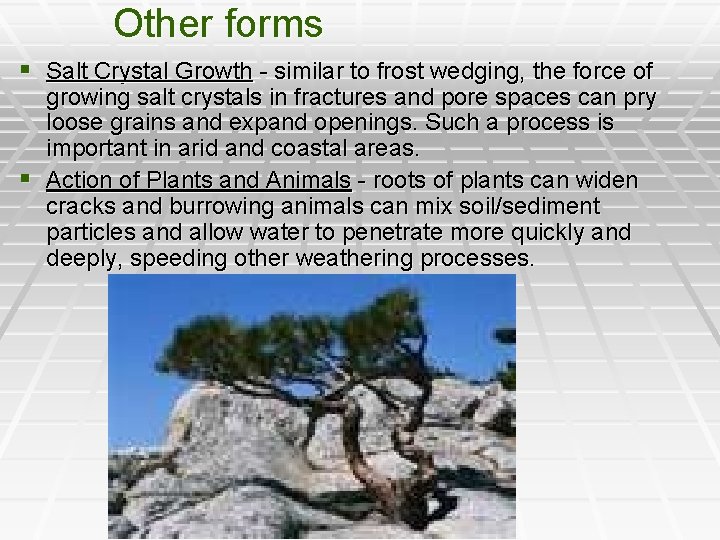 Other forms § Salt Crystal Growth - similar to frost wedging, the force of