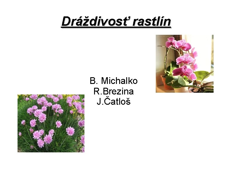 Dráždivosť rastlín B. Michalko R. Brezina J. Čatloš 