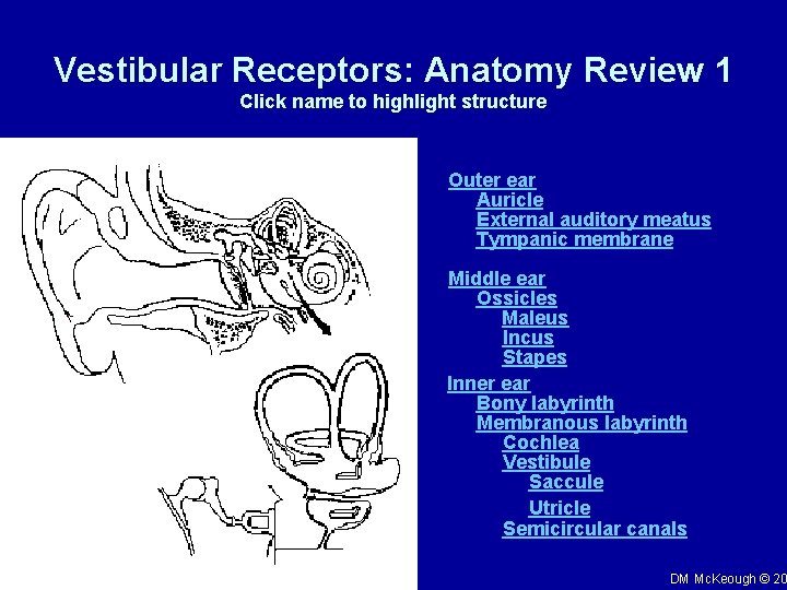 Vestibular Receptors: Anatomy Review 1 Click name to highlight structure Outer ear Auricle External
