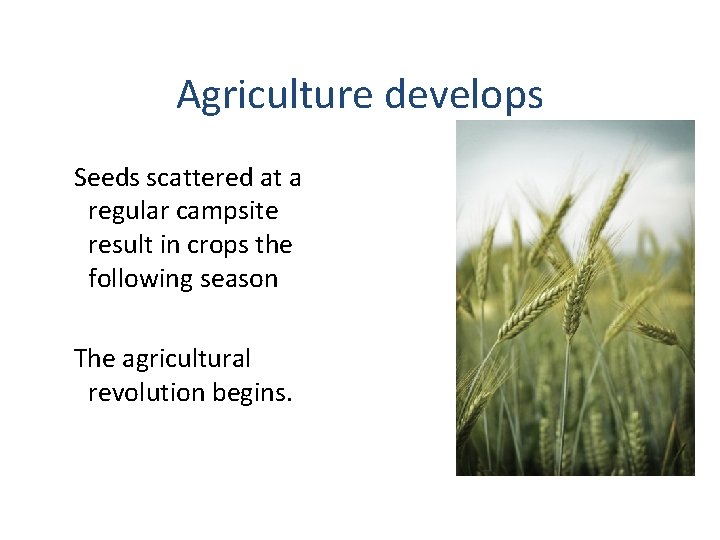 Agriculture develops Seeds scattered at a regular campsite result in crops the following season