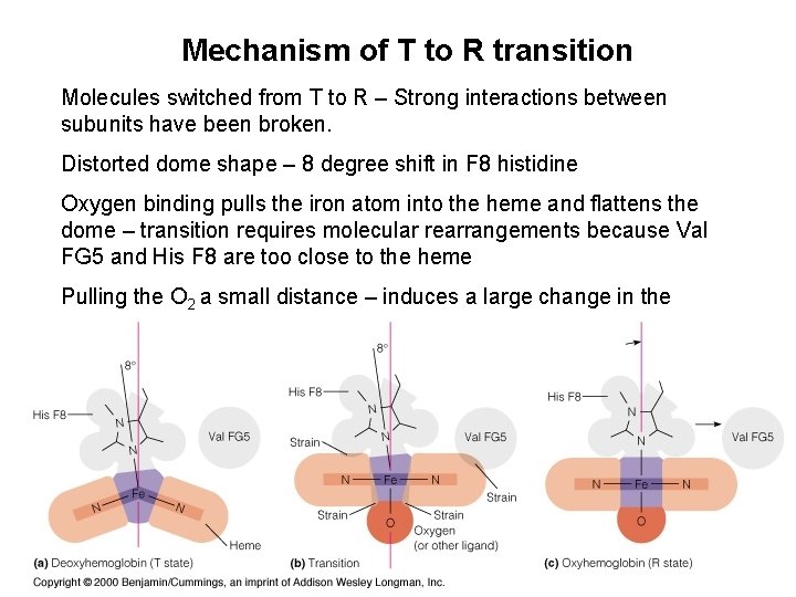 Mechanism of T to R transition Molecules switched from T to R – Strong Mechanism of T to R transition Molecules switched from T to R – Strong