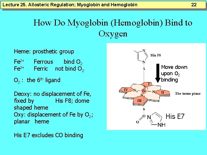Lecture 25. Allosteric Regulation; Myoglobin and Hemoglobin 22 How Do Myoglobin (Hemoglobin) Bind to Lecture 25. Allosteric Regulation; Myoglobin and Hemoglobin 22 How Do Myoglobin (Hemoglobin) Bind to