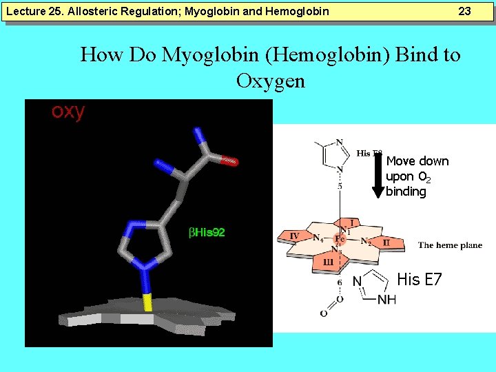 Lecture 25. Allosteric Regulation; Myoglobin and Hemoglobin 23 How Do Myoglobin (Hemoglobin) Bind to Lecture 25. Allosteric Regulation; Myoglobin and Hemoglobin 23 How Do Myoglobin (Hemoglobin) Bind to