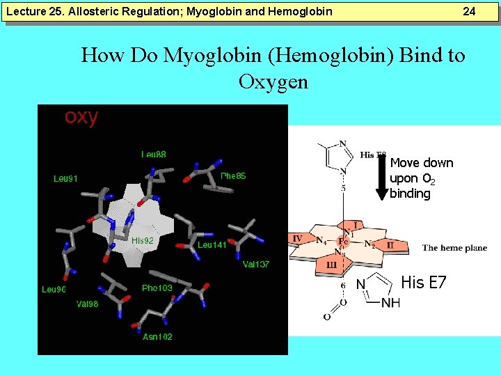 Lecture 25. Allosteric Regulation; Myoglobin and Hemoglobin 24 How Do Myoglobin (Hemoglobin) Bind to Lecture 25. Allosteric Regulation; Myoglobin and Hemoglobin 24 How Do Myoglobin (Hemoglobin) Bind to